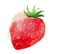 딸기에는 비타민C가 많이 들어 있어 몸속 유해물질로부터 세포 손상을 막고 상처회복에 도움을 준다.